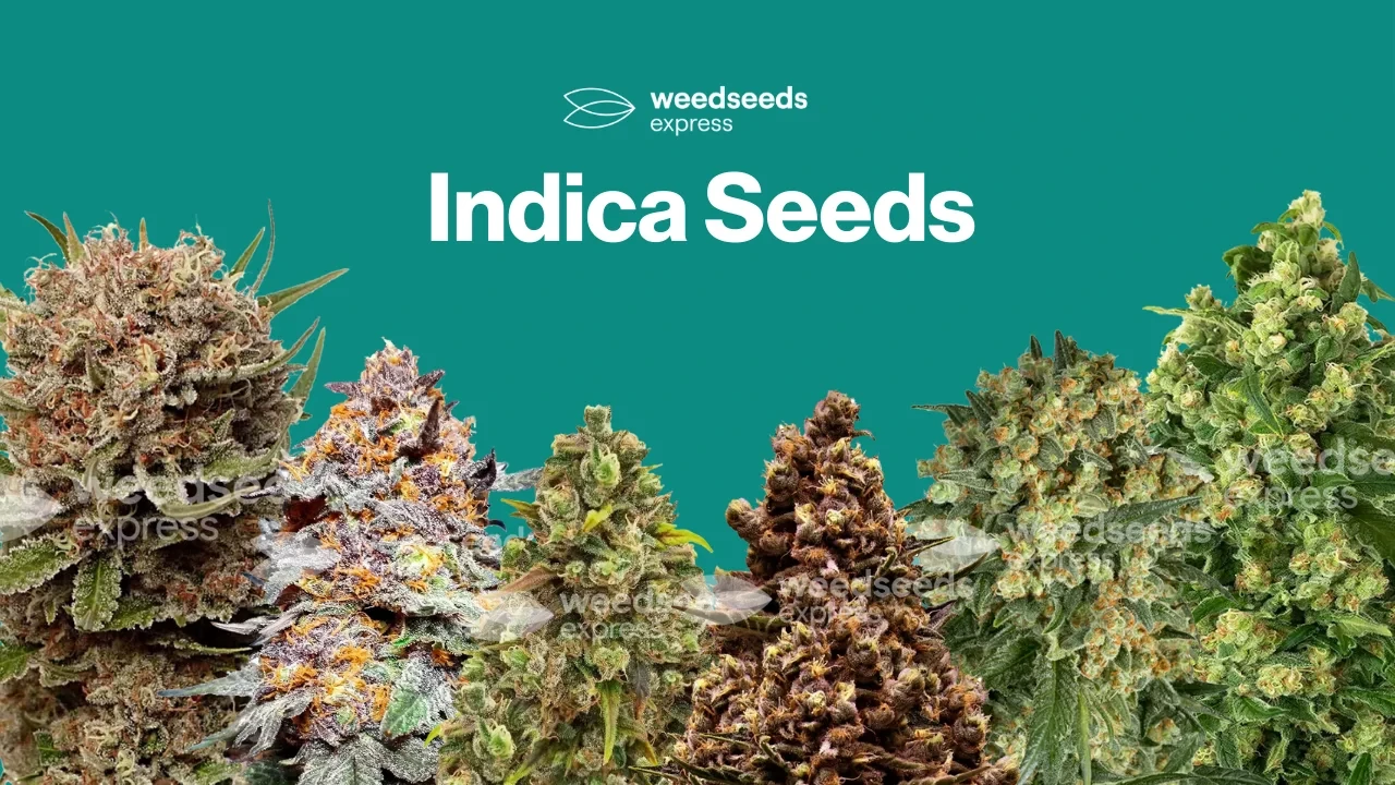 Indica Seeds